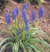 Muscari armeniaca