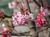 Viburnum farreri