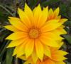 Gazania x splendens