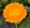 Calendula officinalis
