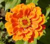 Zinnia elegans