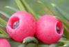 Taxus baccata