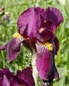 Iris x barbata