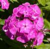 Phlox - květina našich babiček