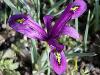 Iris reticullata - kosatec síťkovaný