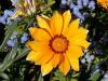 Gazánie - Gazania splendens