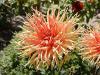 Dahlia pinnata - jiřinka