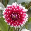 Jiřinka - Dahlia pinnata