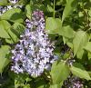 Syringa vulgaris - šeřík obecný