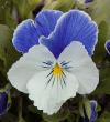 Viola x witrockiana