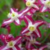 Epimedium x rubrum - škornice