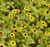 Sanvitalia procumbens
