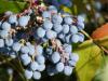 Mahonia aquifolium - plody