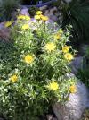 Inula ensifolia - oman mečolistý