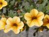 Calibrachoa (hybridy) - Kalibrachoa (minipetúnie, million bells)