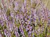 Calluna vulgaris - vřes