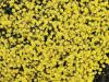 Alyssum saxatile - tařice
