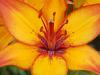 Lilium - lilie