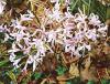 Nerine - nerinka