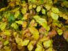 Fagus sylvatica - buk lesní