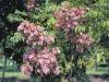 Koelreuteria paniculata - svitel latnatý
