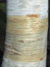 Betula jacquemontii - bříza