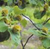 Fagus sylvatica 'Dawyck' - buk lesní
