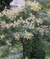 Koelreuteria paniculata - svitel latnatý