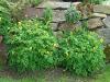 Corydalis lutea - dymnivka žlutá