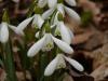 Galanthus nivalis - sněženka podsněžník