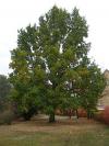 Quercus robur - dub letní