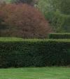 Taxus baccata - tis červený