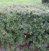 Ilex - cesmína