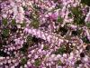 Calluna vulgaris 'Jimmy Dyce' - vřes obecný