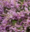 Calluna vulgaris 'Mullion' - vřes obecný