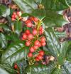 Ilex x 'Nellie R. Stevens' - cesmína