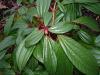 Viburnum davidii - kalina Davidova