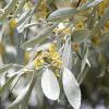 Elaeagnus angustifolia - hlošina úzkolistá