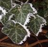Hedera helix - břečťan popínavý