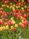 Tulipány - záhon