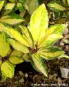 Elaeagnus x ebbingei 'Eleador'® - hlošina Ebbingeova