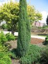 Juniperus communis 'Sentinel' - jalovec obecný