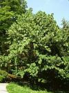 Davidia involucrata - davídie listenová