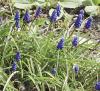 Muscari botryoides - modřenec širolistý