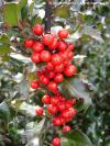 Ilex x meserveae 'Blue Angel'® - modrá cesmína