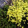 Alyssum montanum - tařice horská