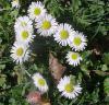 Bellis perennis - sedmikráska chudobka
