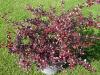 Berberis x media 'Red Jewel' - dřišťál střední