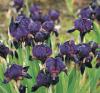Iris ‘Demon’ - kosatec (READERS DIGEST VÝBĚR)