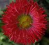 Bellis perennis - sedmikráska [plnokvětá odrůda]